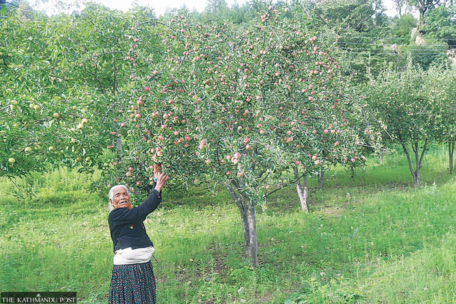 Karnali apple farmers’ market worry sets in months before harvest season