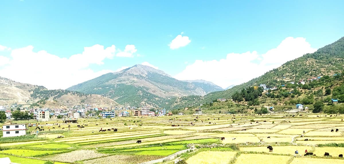 खेतमा गाईवस्तु