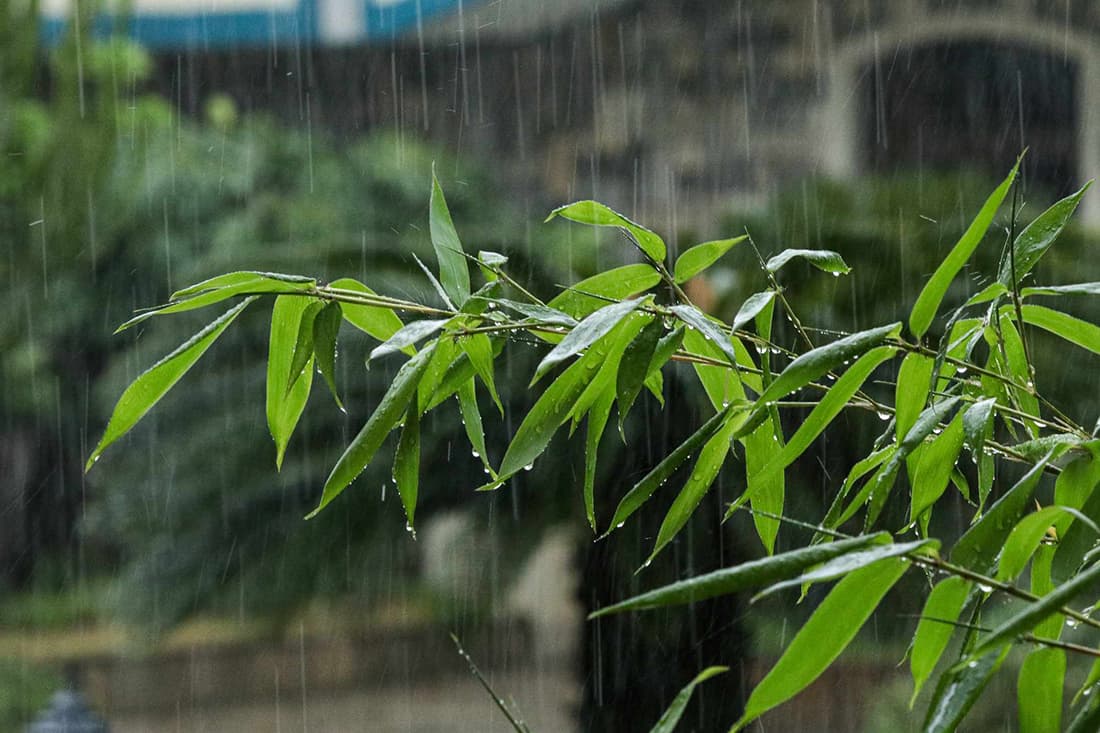 सबैभन्दा धेरै वर्षा धादिङको गजुरीमा