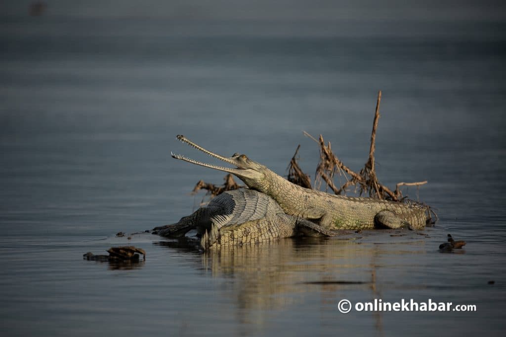 17 Gharial nests found along Rapti River