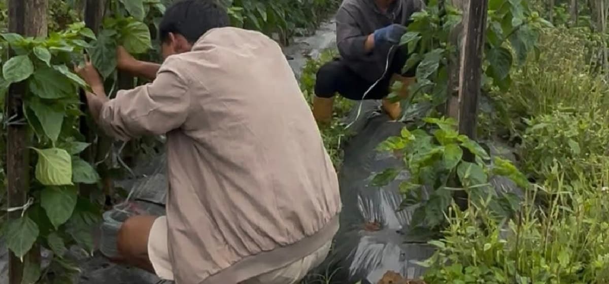 सामूहिक खेतीबाट लाखौँ आम्दानी
