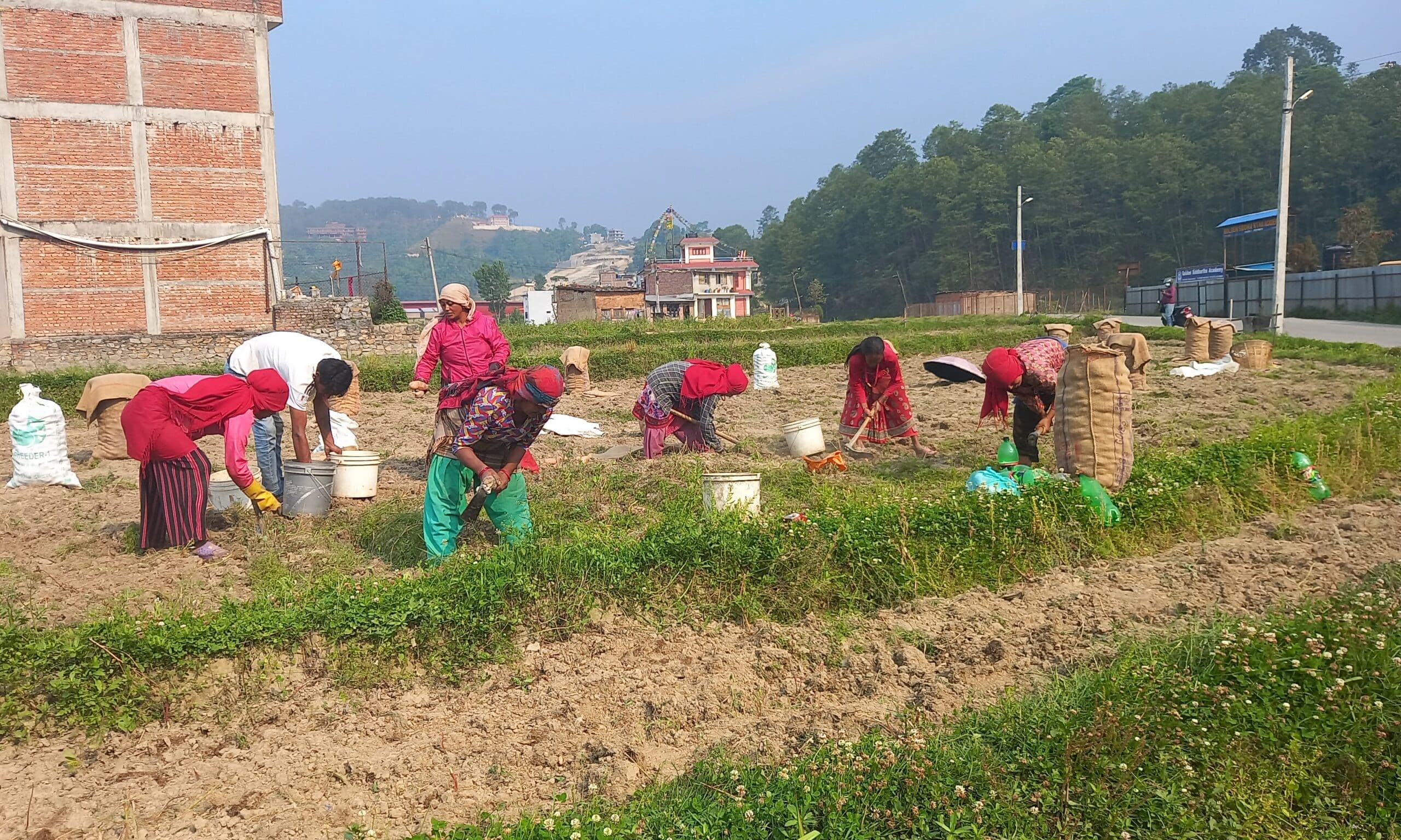 किसानको पसिनाले  मूल्य पाएन , १० रुपैयाँ किलोमा पनि बिक्दैन आलु