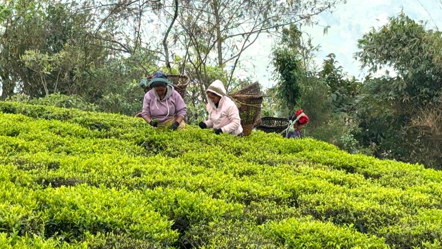 भारतको नयाँ नियमले चिया उद्योग संकटमा, इलामका ५३ उद्योग बन्द