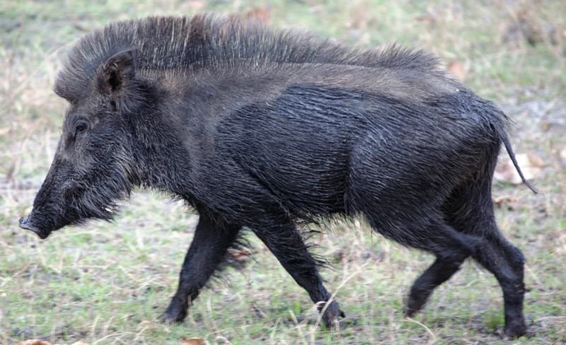 बाँकेमा १५६ विभिन्न वन्यजन्तुको उद्धार