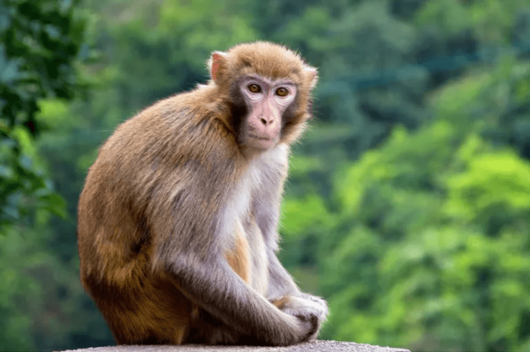 बाली जोगाउन अर्घाखाँचीमा २० जना ‘बाँदर हेरालु’ माग, मासिक १२ हजार ५०० रुपैयाँ पारिश्रमिक