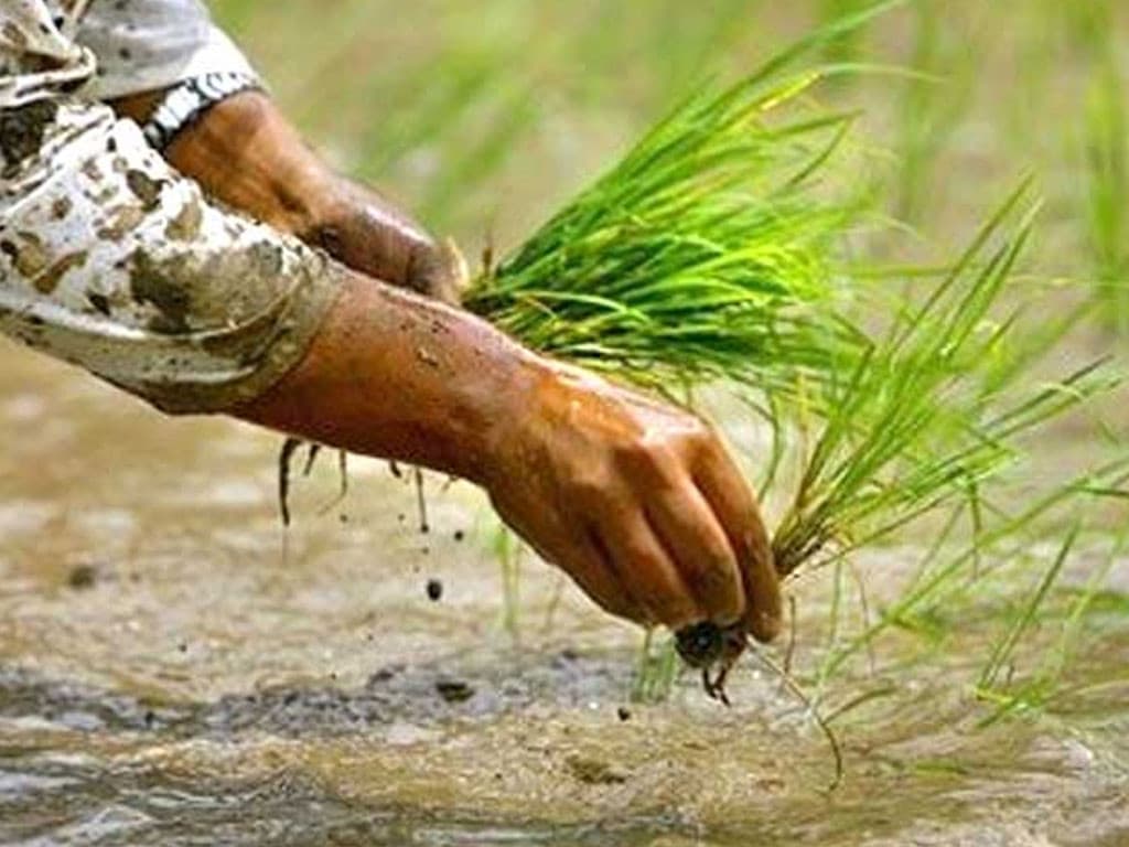 देशभर करिब ९८ प्रतिशत धान रोपाइँ सकियाे, सबैभन्दा बढी सुदूरपश्चिममा