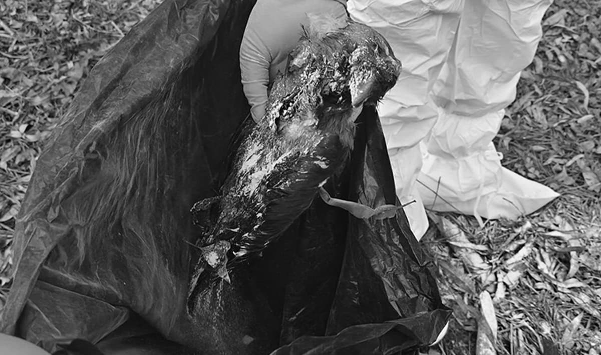 कीर्तिपुरमा मरेका कागमा बर्डफ्लु पुष्टि