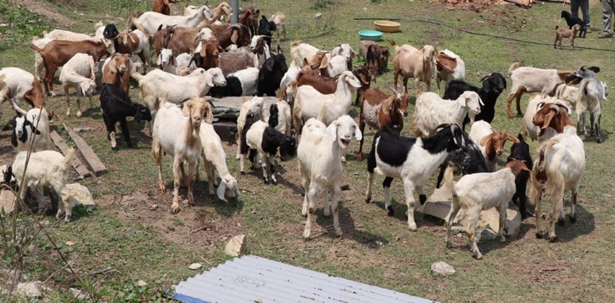 बाख्रापालनबाट वार्षिक लाखौँको आम्दानी