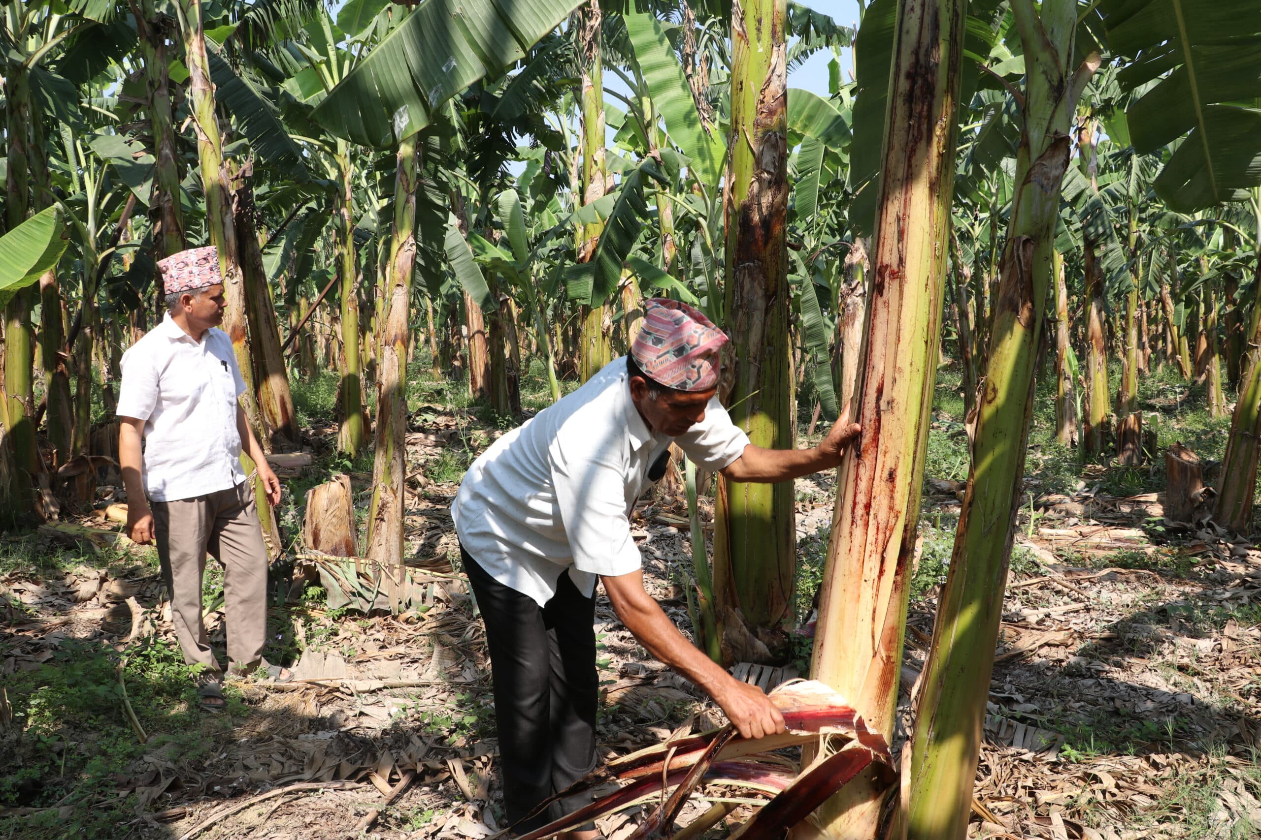 उचित मूल्य नपाएको केरा उत्पादक किसानको गुनासो