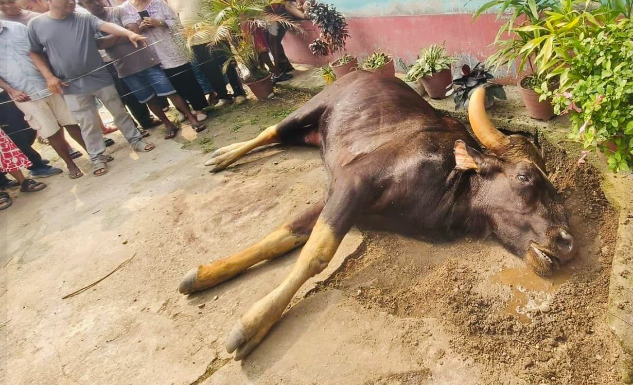 उद्धार र उपचार नपाई मर्छन् वन्यजन्तु