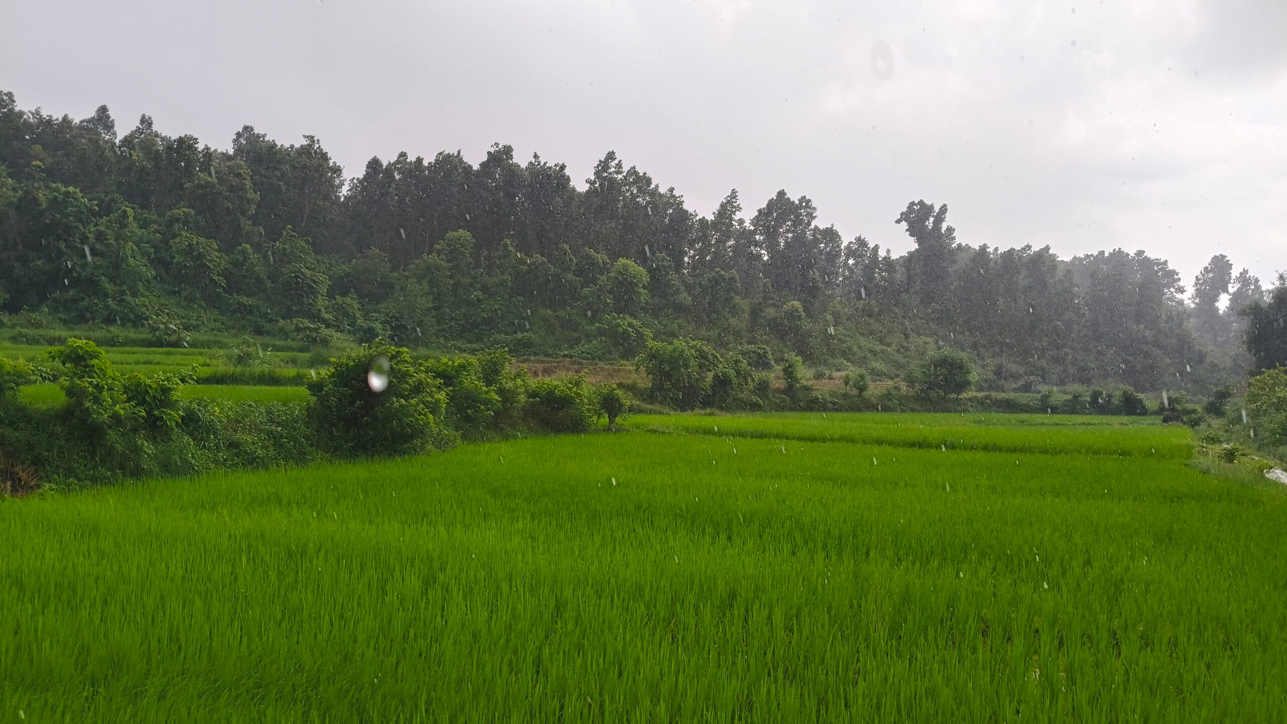 भदौरे वर्षातले धानबालीलाई राहत