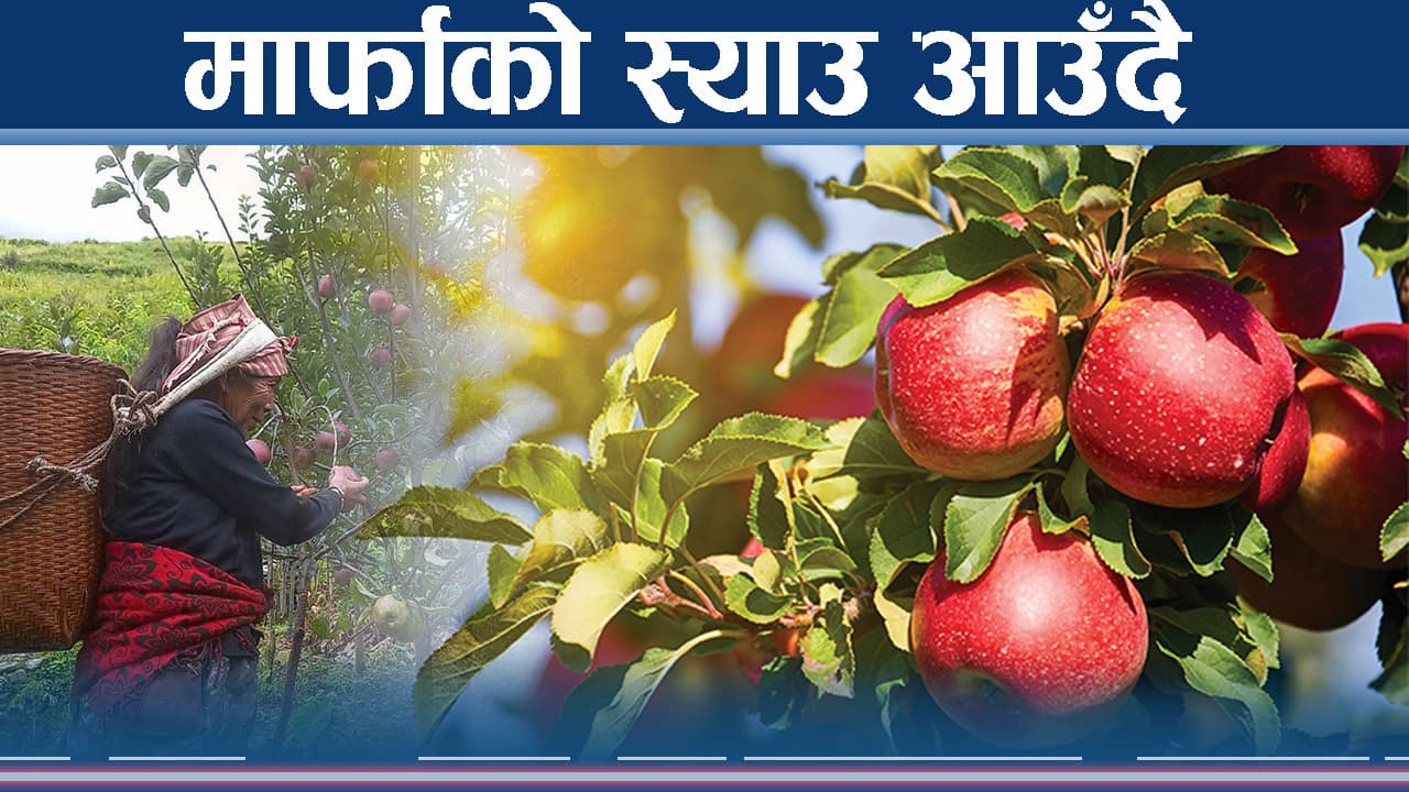 बजारमा मार्फाको स्याउको पर्खाइ