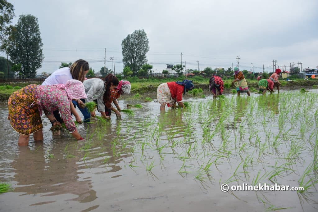 २३ औं राष्ट्रिय धान दिवस : नारामा आत्मनिर्भर, बिउमा परनिर्भर