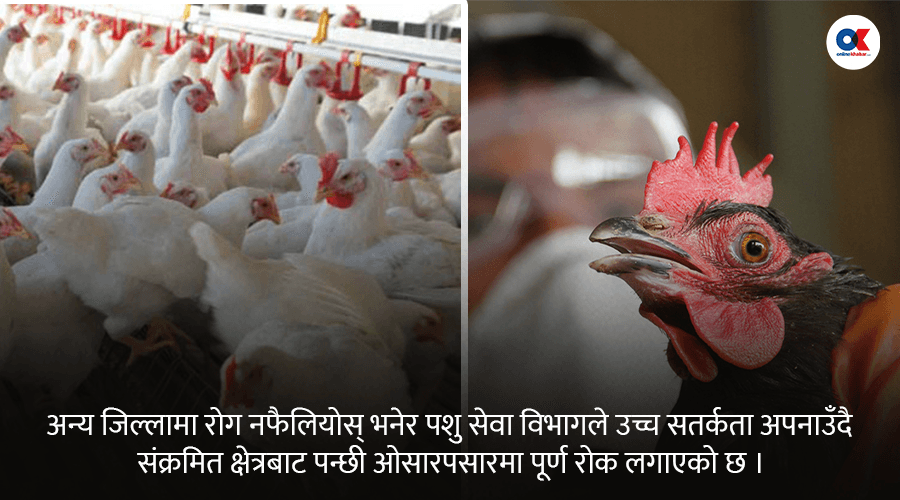 बर्डफ्लुले पोल्ट्री व्यवसाय संकटतिर, ६५ हजार कुखुरा नष्ट