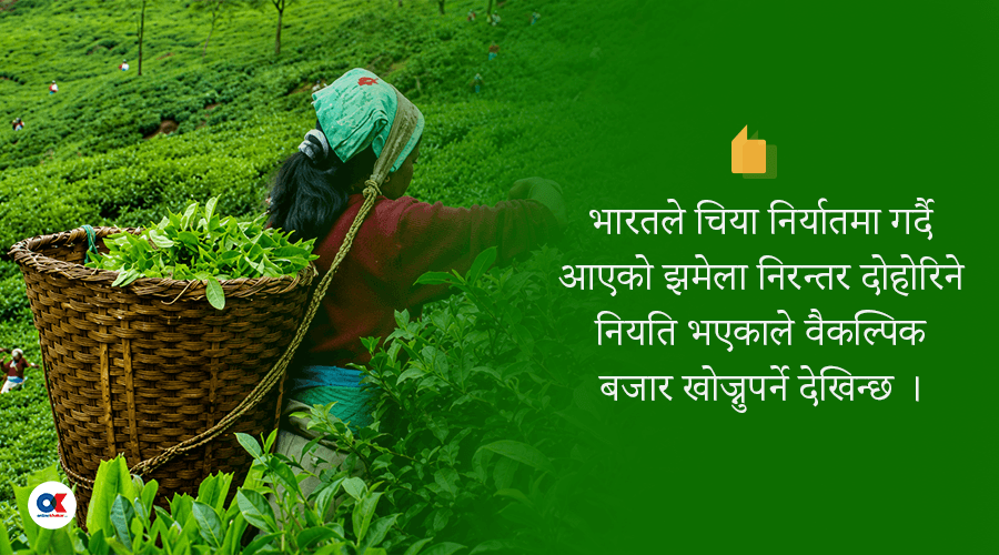 अझै सहज भएन चिया निर्यात, प्रधानमन्त्रीले नै हस्तक्षेप गर्नुपर्ने व्यवसायीको माग