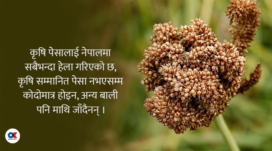 खुम्चिँदै कोदो उत्पादन क्षेत्रफल, बढ्दै आयात : दिवसको तामझाम कि कर्मकाण्ड ?