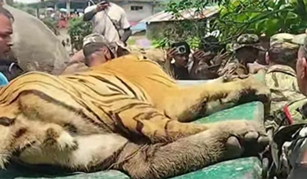 चितवनमा बस्ती पसेको बाघको आक्रमणबाट एक जना घाइते