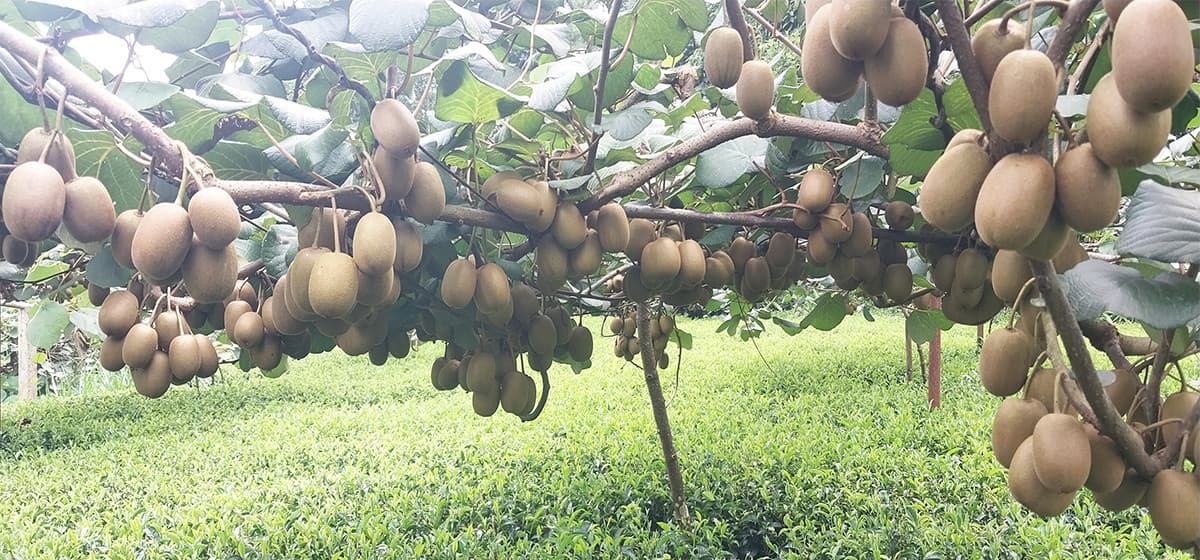 डडेल्धुरामा किबीखेती विस्तार