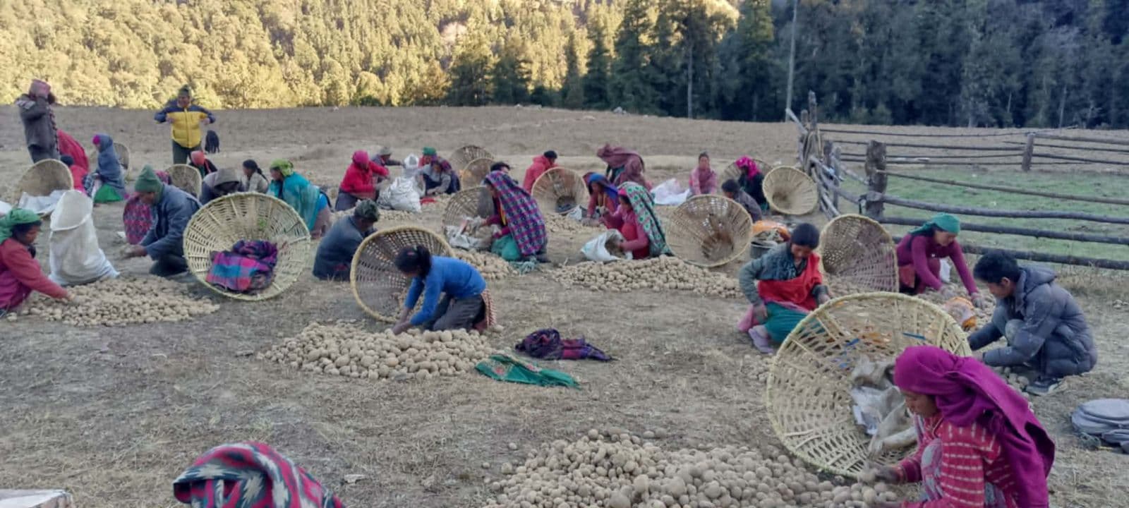 जुम्ला आलु: पहिचान बन्यो, किसान अझै घाटामा