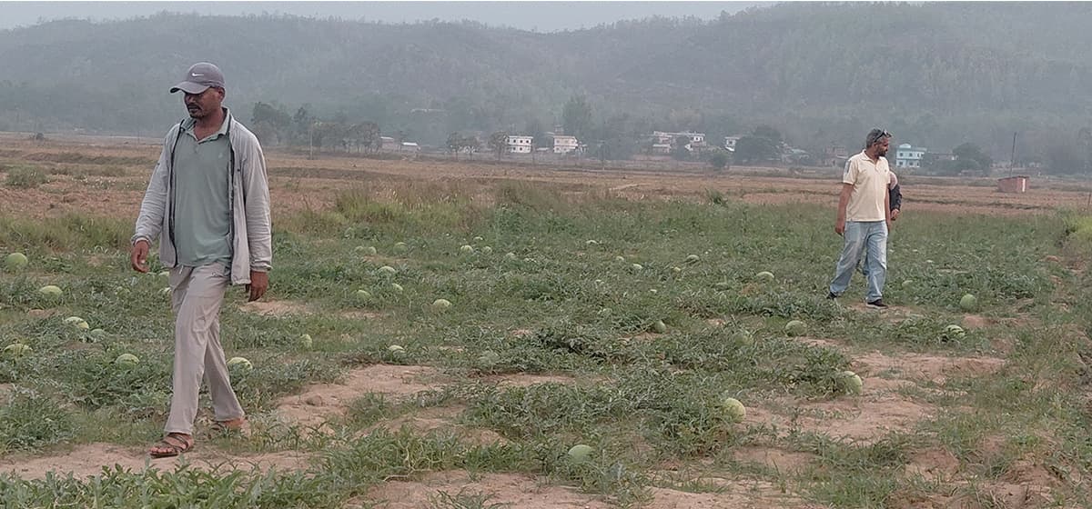 तरबुजा खेतीले हिंडायाे आत्मनिर्भरकाे बाटाेमा