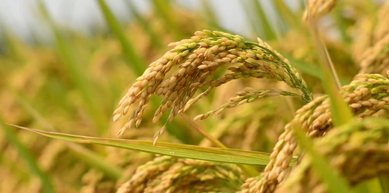 जुम्लामा मार्सीधान काट्ने चटारो