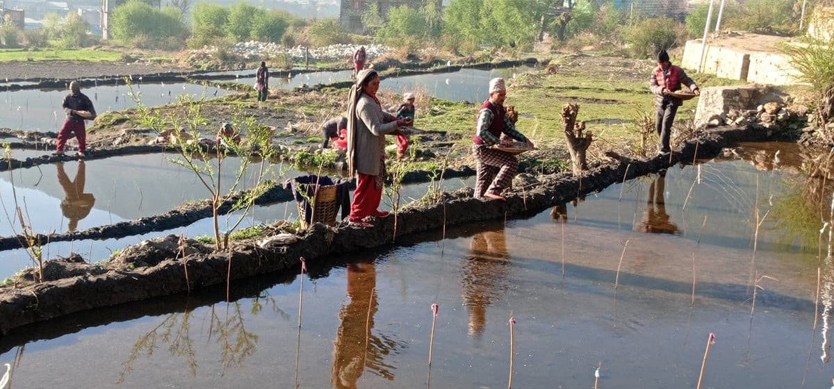 जुम्ली किसानले राखे मार्सी धानको बेर्ना