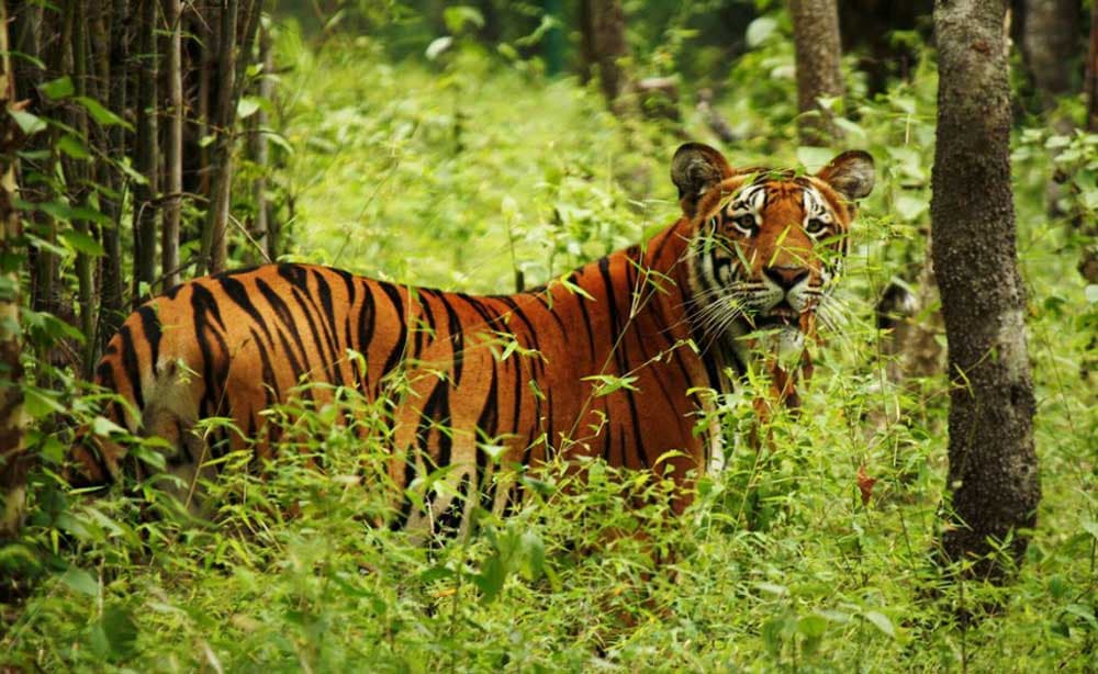 चितवन राष्ट्रिय निकुञ्जमा बाघको सङ्ख्या वृद्धि