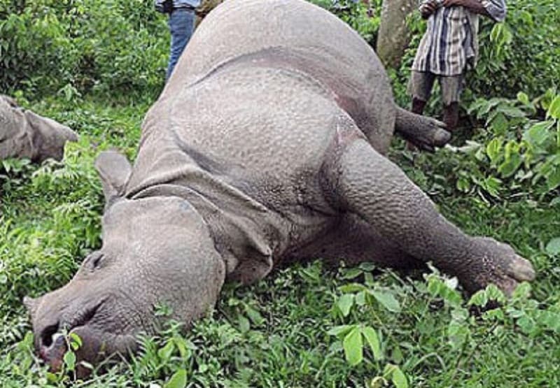 आत्मरक्षाका लागि गोली चलाउँदा गैँडाको मृत्यु