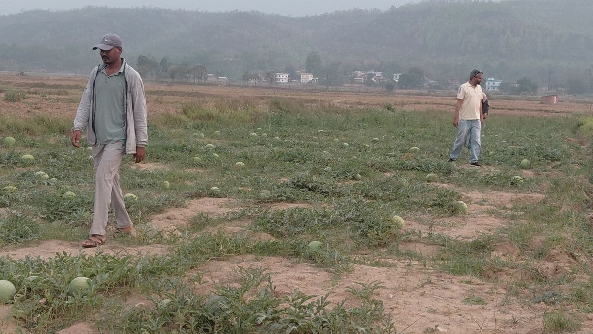 तरबुजा खेतीबाट आत्मनिर्भर बन्दै दङ्गीशरणका युवा