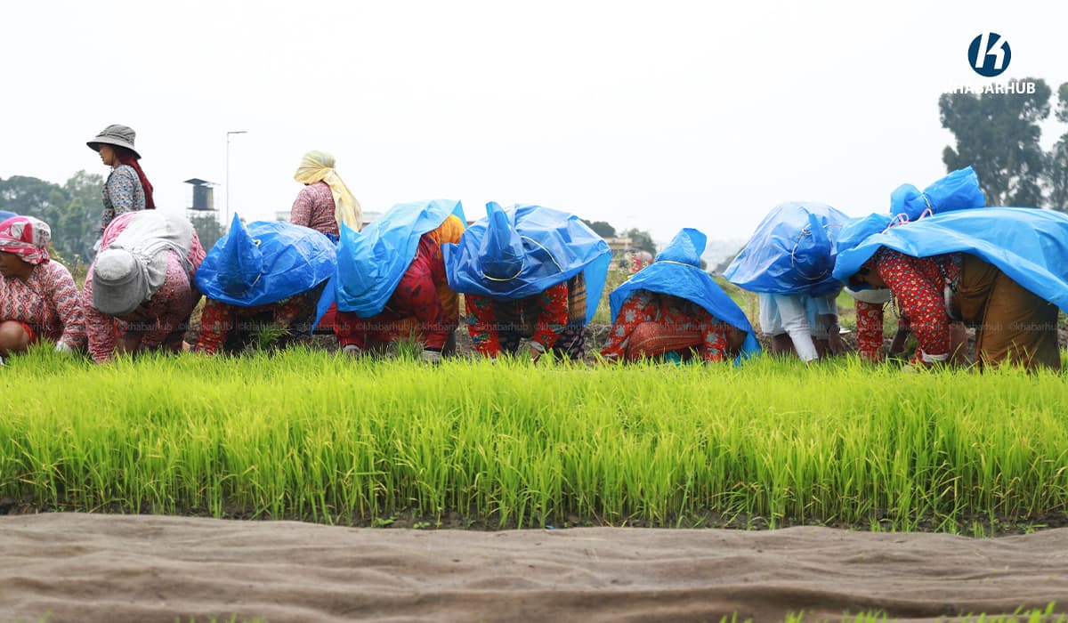 गोरखामा मरुवा सङ्क्रमणका कारण चैते धानमा क्षति