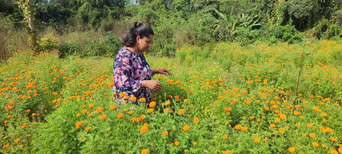 फूलको अग्रिम माग हुन थालेपछि व्यवसायी उत्साहित