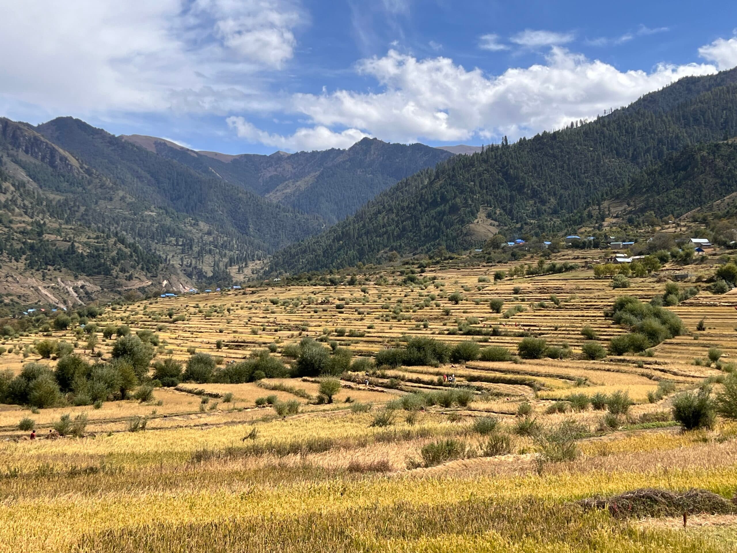 जुम्लामा मार्सीधान काट्ने चटारो