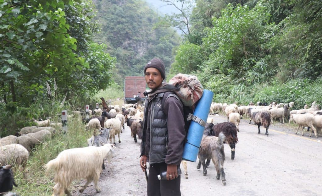 भेडाच्याङ्ग्रा बेच्न ३५ दिनको यात्रा, छैन बजारको टुङ्गो