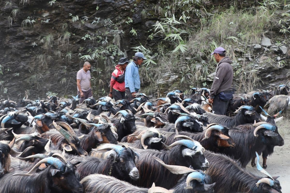 रेशमी मार्गको विरासत धानेको च्यांग्रा व्यापार